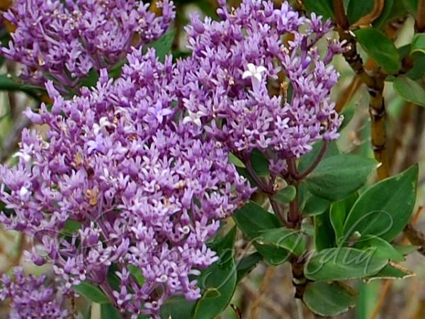 Purple Hedyotis